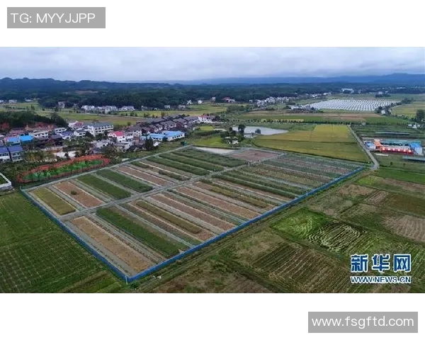 稻田中的姚明身高究竟有多高引发网友热议与讨论